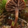 Deconica montana, Trockener Kahlkopf